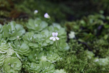 Yeşil bitkilerden oluşan bir yatakta küçük beyaz bir çiçek