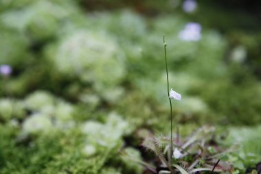 Yeşil bir tarlada küçük beyaz bir çiçek