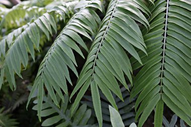 Yeşil yapraklı bir bitkinin yakın çekimi