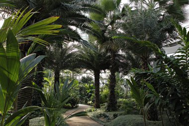 Tropikal bir bahçede palmiye ağaçları olan bir patika.