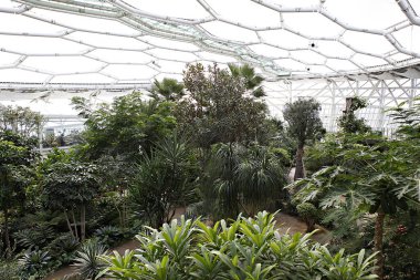 Bir sürü bitki ve ağaç olan bir sera.