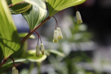 Beyaz çiçekli ve yeşil yapraklı bir bitki.