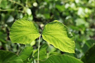 Sapı dışarı çıkmış yeşil bir yaprak.