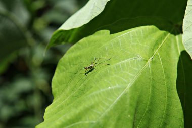 Güneşte yaprağın üzerinde bir örümcek