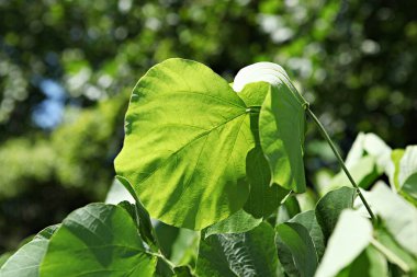 Ortada beyaz bir çiçek olan yeşil bir yaprak.