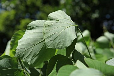 Yeşil arkaplanı olan bir yaprak