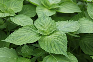 Yeşil yapraklı bir bitkinin yakın çekimi