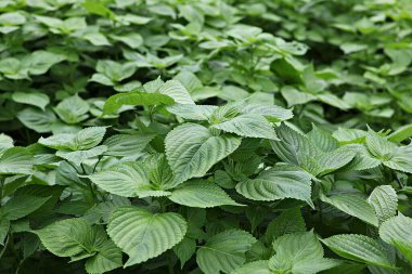 Yaprakları olan yeşil bir tarla.