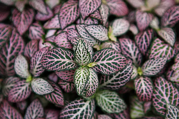 Mor yapraklı bir bitkinin yakın çekimi.