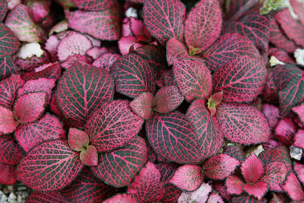 Bir bitkinin üzerindeki kırmızı ve pembe yapraklar.