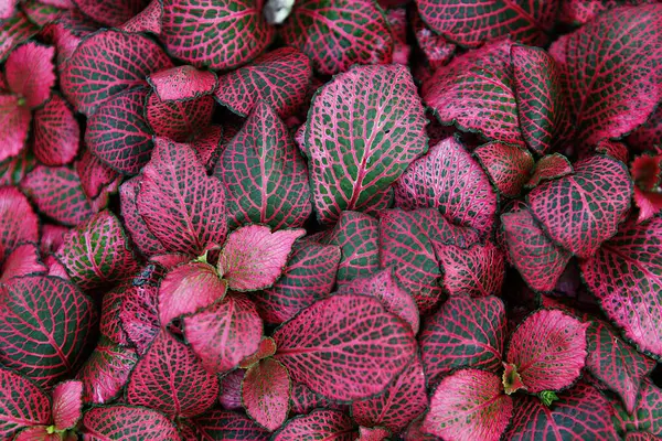 bir demet kırmızı ve yeşil yaprak