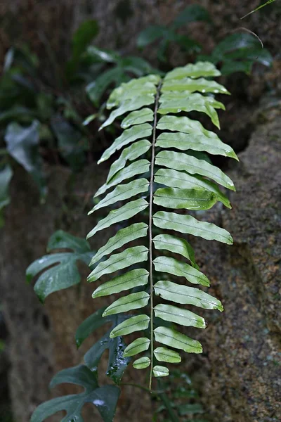 a fern leaf growing on a rock wall