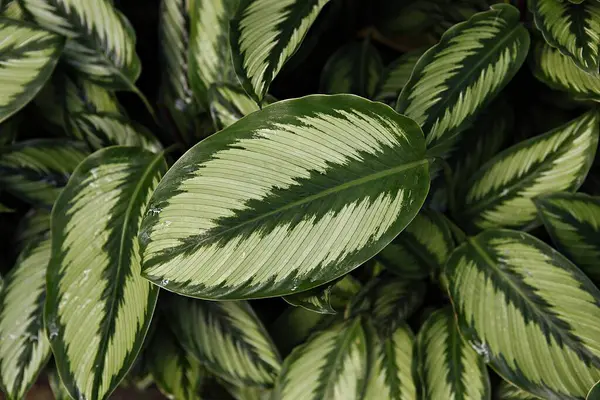 a green and white plant with a white stripe