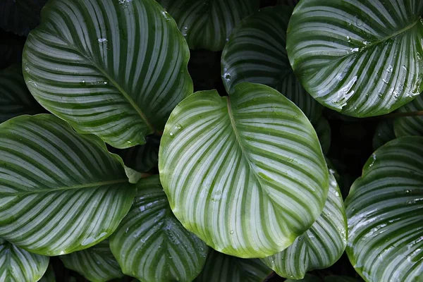 Birçok yaprağı olan bir bitkinin yakın çekimi.