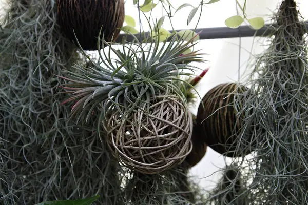 a bunch of air plants hanging from a window