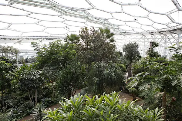 Bir sürü bitki ve ağaç olan bir sera.