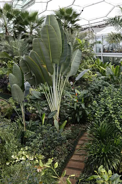 Bir sürü bitki ve ağaç olan bir bahçe.