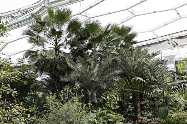 Palmiye ağacı ve bankı olan tropik bir bahçe.