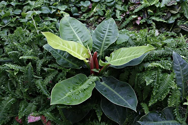 Yeşil yapraklı ve kırmızı çiçekli bir bitki.