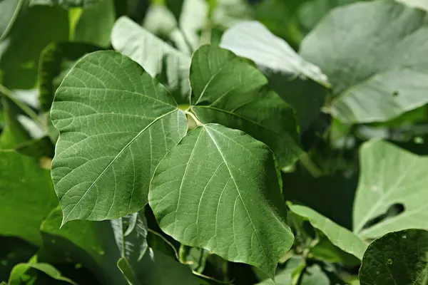 a green leaf with a yellow flower in the center