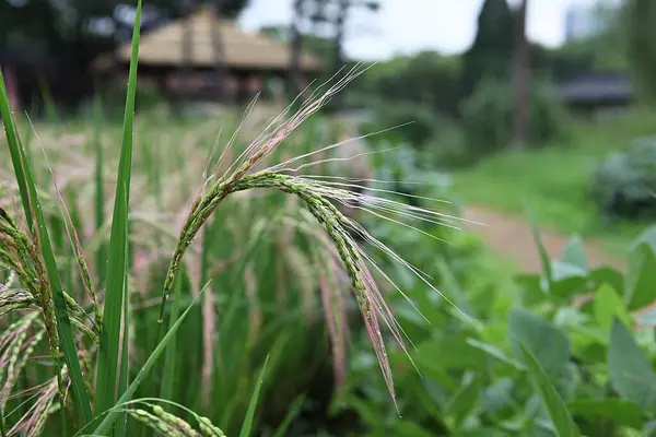 a field of rice with a house in the background