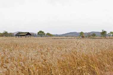 Uzakta küçük bir evi olan uzun bir çim tarlası.