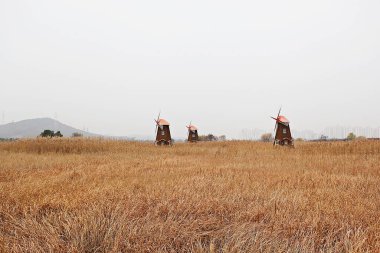 Uzun otların arasında üç yel değirmeni