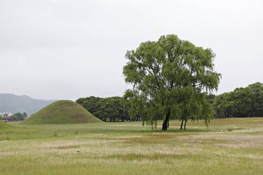 Arka planda ağaç ve tümsek olan bir alan.