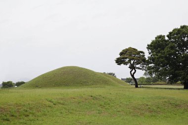 Ortasında ağaç olan çimenli bir tepe.