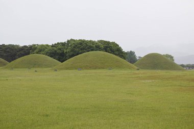 Çimen ve ağaçlarla dolu bir tarla.