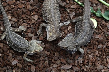 Ormandaki kertenkele.