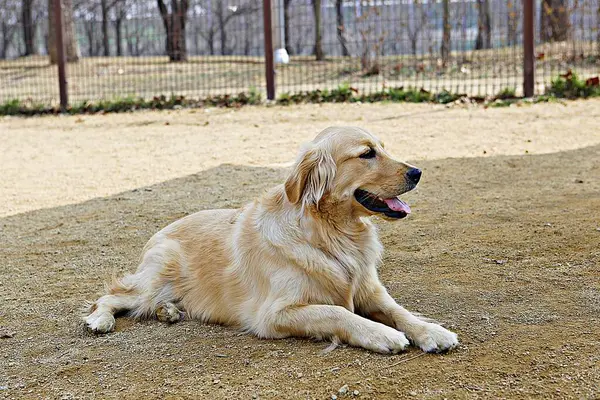 cute golden retriever dog lying on the ground