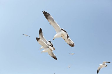 Mavi gökyüzünde uçan martı