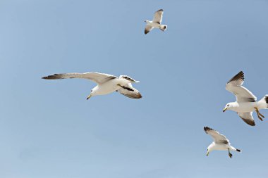 Martı gökyüzünde uçuyor.