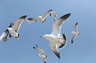 Martı gökyüzünde uçuyor.