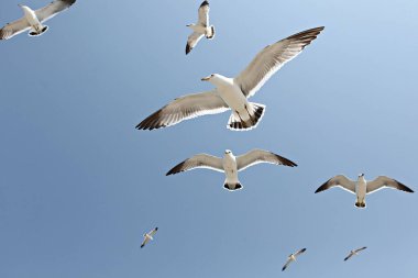 Martı gökyüzünde uçuyor.