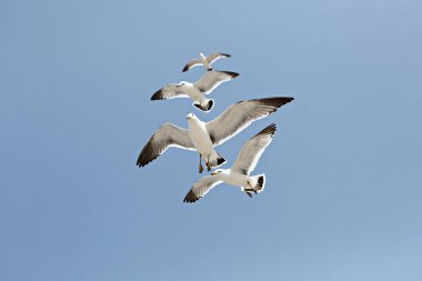 Mavi gökyüzünde uçan martılar
