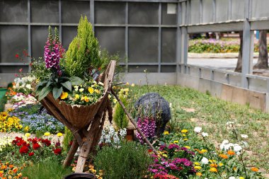 Bahçedeki güzel çiçekler