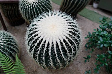 Güzel bir kaktüse yaklaş.