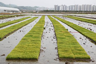 Beyaz çizgileri olan yeşil çimen tarlası