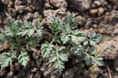 Bahçedeki yeşil bitkiler