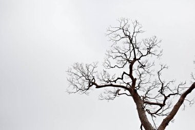 Ağaç dalları, doğa bitki örtüsü.