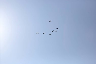 Gökyüzündeki kuş sürüsü