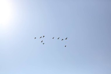 Gökyüzünde uçan güvercin sürüsü