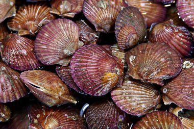 Bir sürü siyah balığa yaklaş.