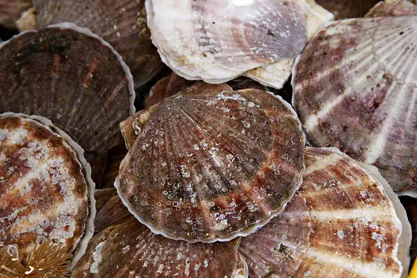 Pazarda taze deniz ürünleri