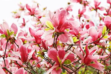 Manolya ağacına yaklaş