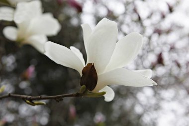 Baharda ağaçta beyaz manolya çiçekleri