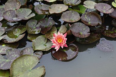  Kore parkında açan bir çiçek.