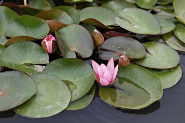  Kore parkında açan bir çiçek.